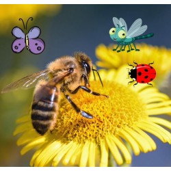 Baby: les abeilles et leurs amis les insectes